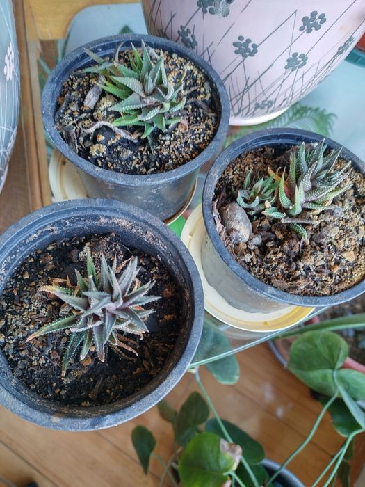 Сукулент Haworthia fasciata „Растение зебра“