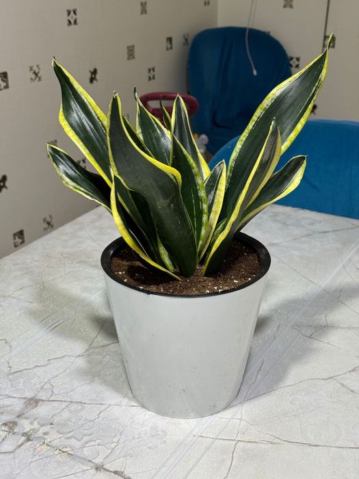 Цветы домашние есть всех свой цены