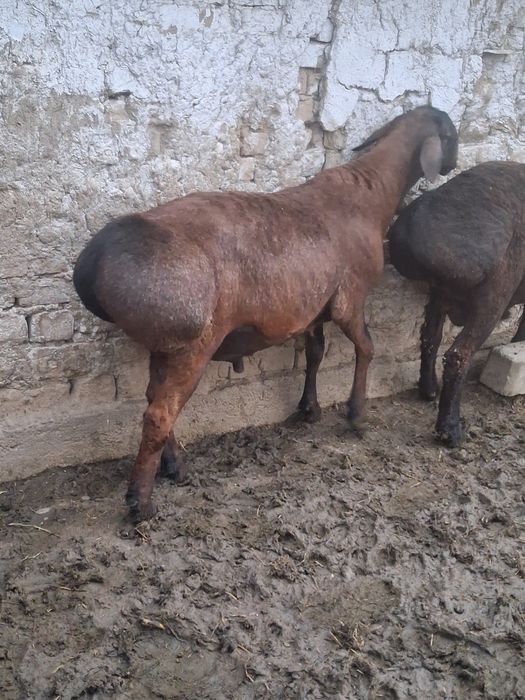 Toza husori kashtan zotga sotiladi