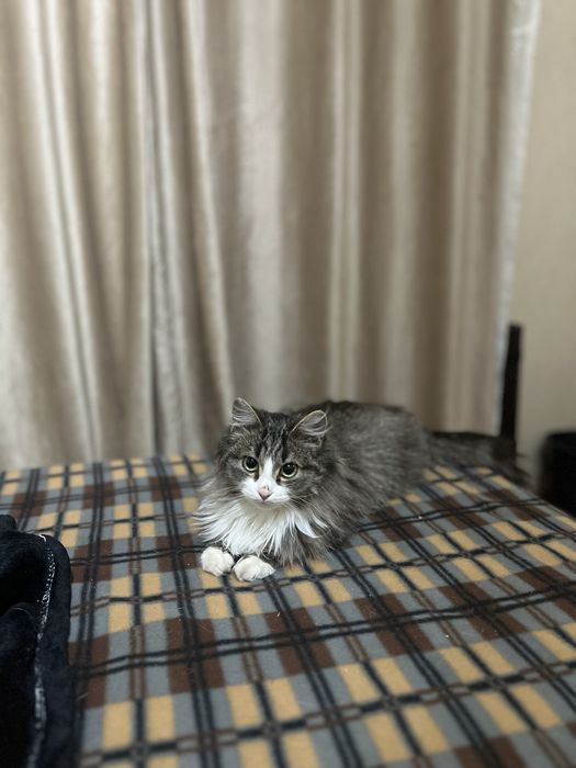 кот ищет заботливых хозяев