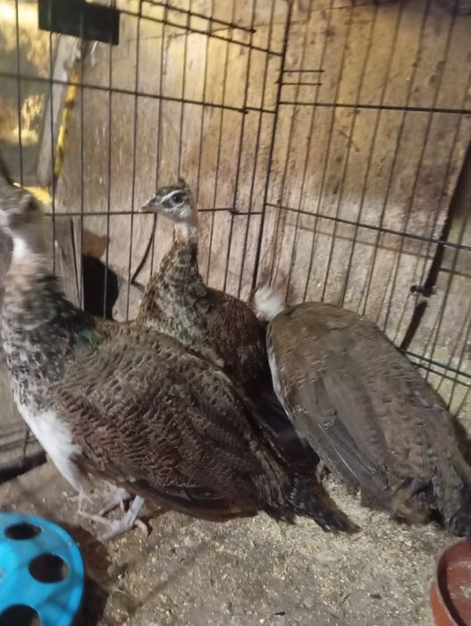 Продавам малки паунчета и кокошета