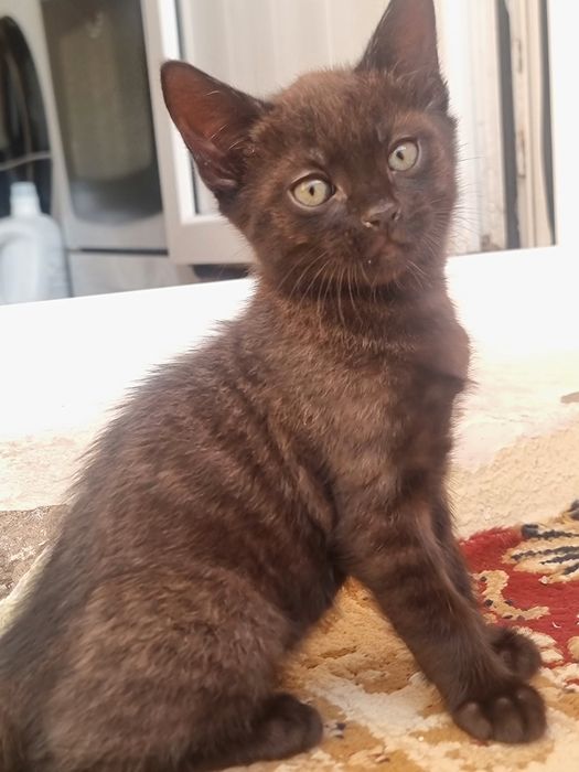 Отдам котёнка в добрые руки,
