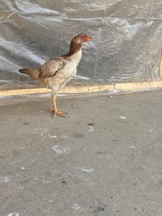 Дакан бойцовский мекен