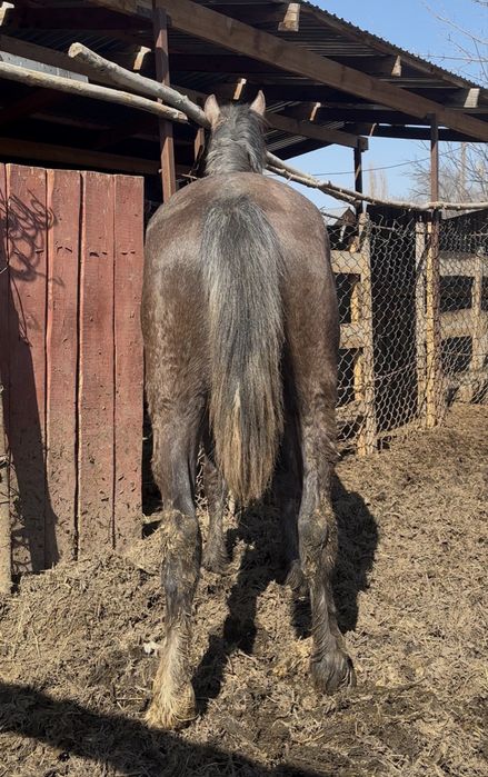 Продам жеребца/ айғыр