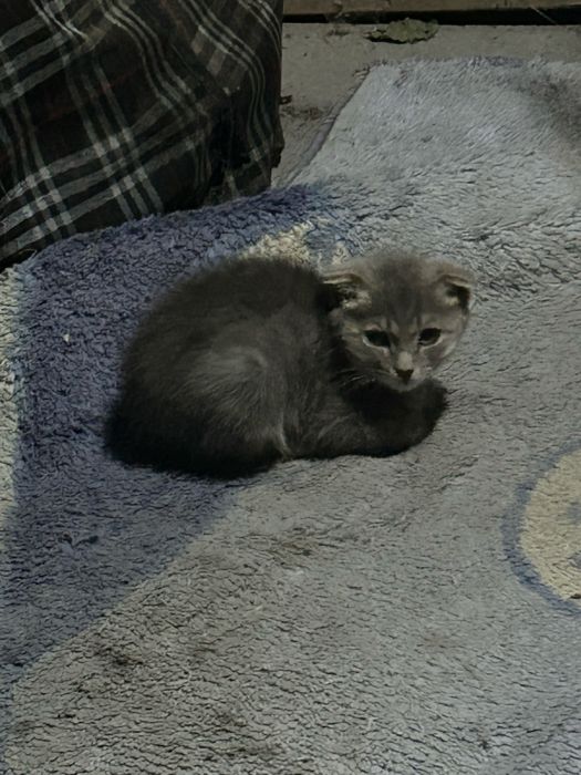 отдам котенка в добрые руки