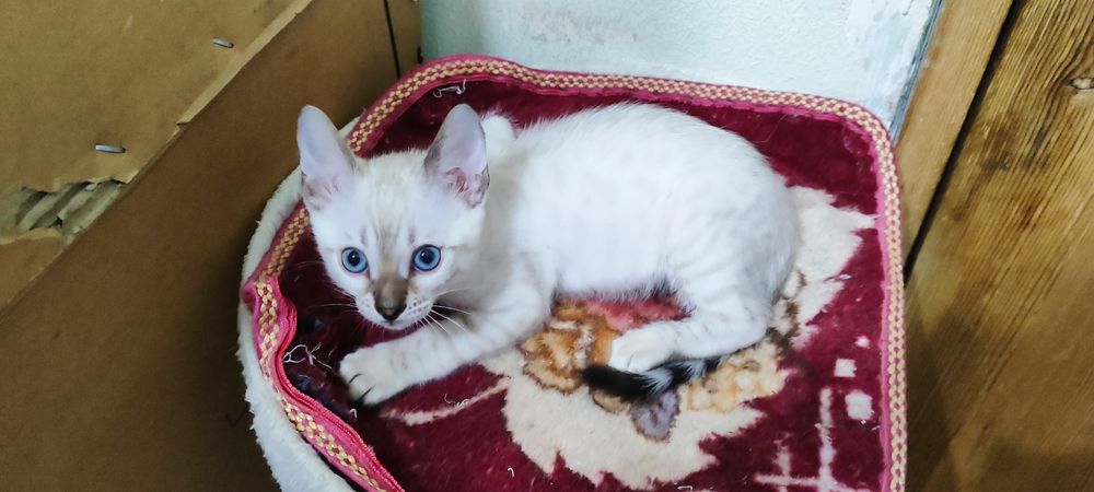 Продаются бенгальские котята