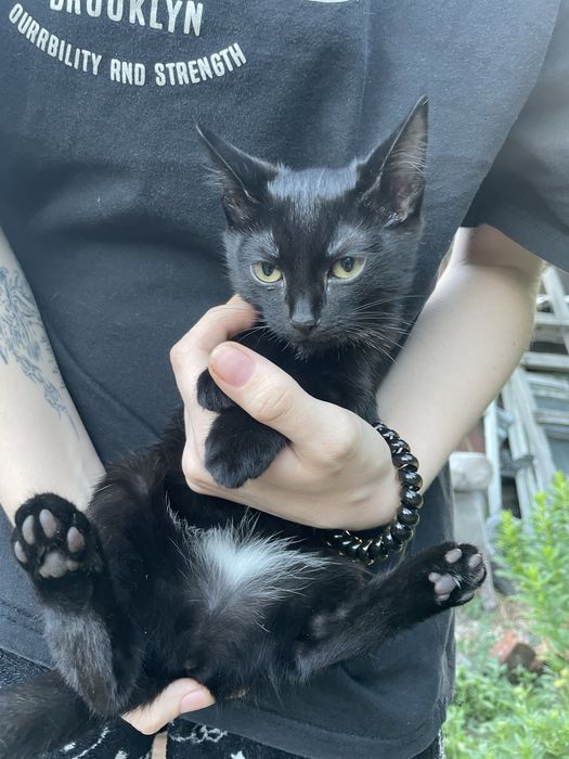 Отдам кошечку срочно