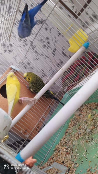 Попугай чех. Toti chex.