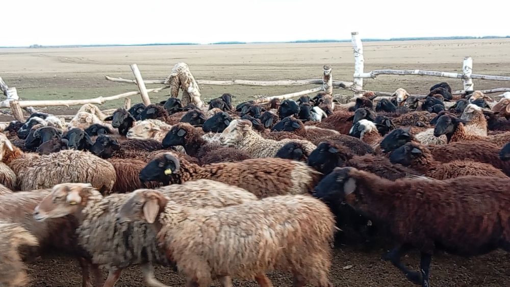 Продам баран овцематок