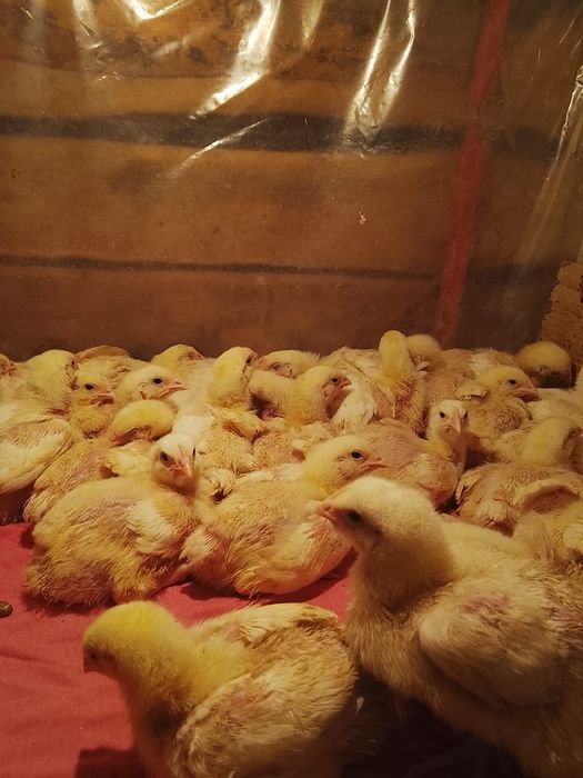 Подрощенные бройлеры ИМПОРТ