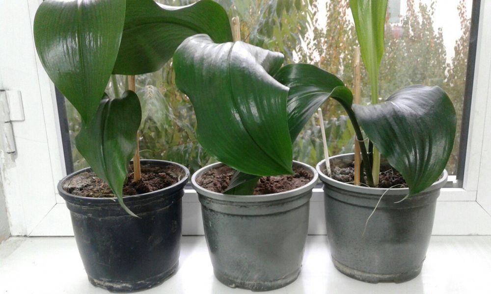 Цветы комнатные продаются