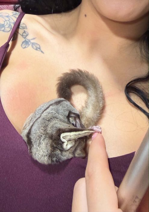 Veverita zburatoare- Sugar Glider