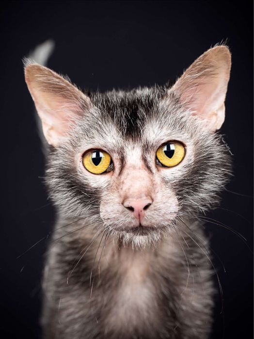 Lykoi cu pedigree (diferit de Sphynx)