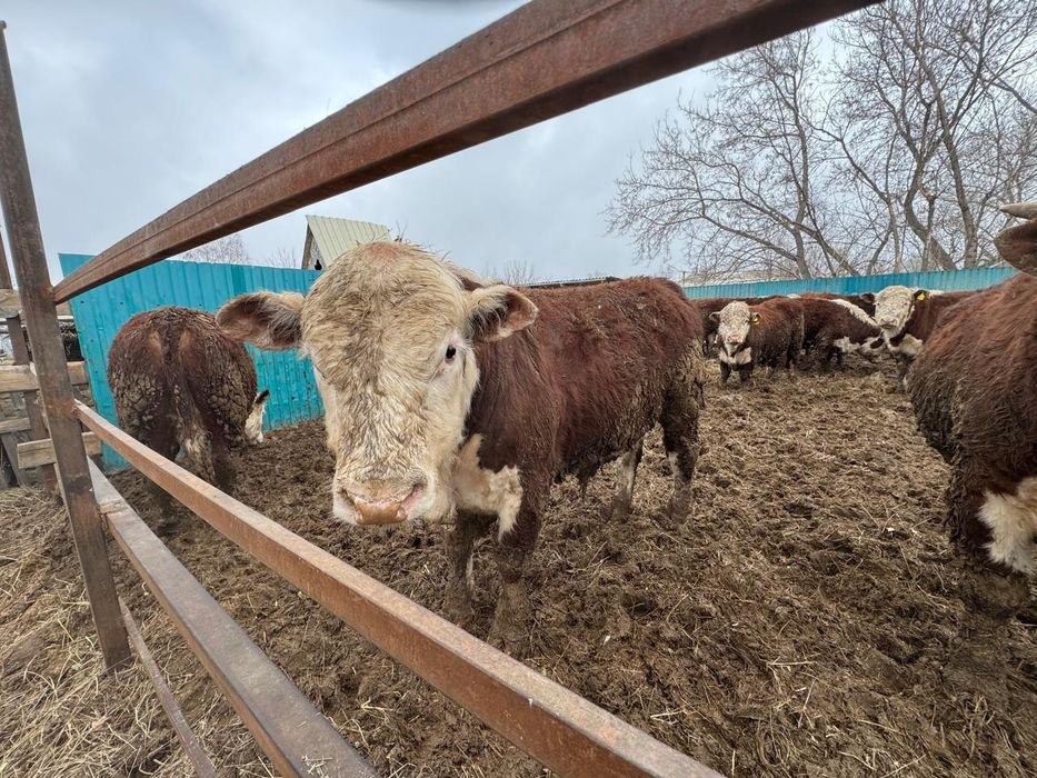 Продам белоголовых бычков.