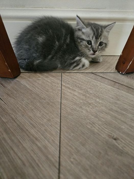 Котята симпатичные