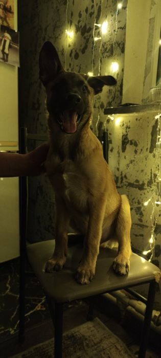 Щенок Малинуа 4 месяца