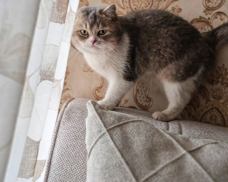 Shinshila mushuk sotiladi