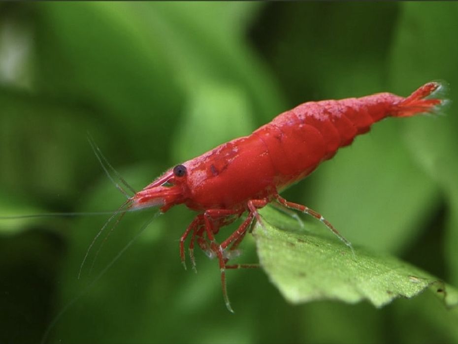 Красные креветки Cherry 1 см — размножаются, здоров
