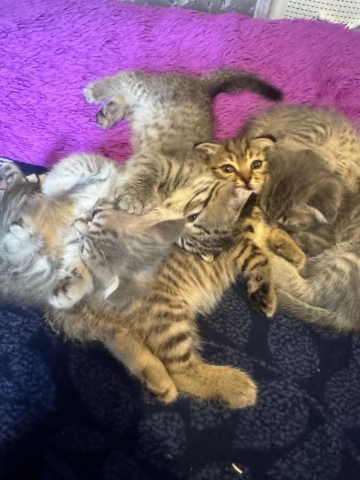 Кошки котята пародистые