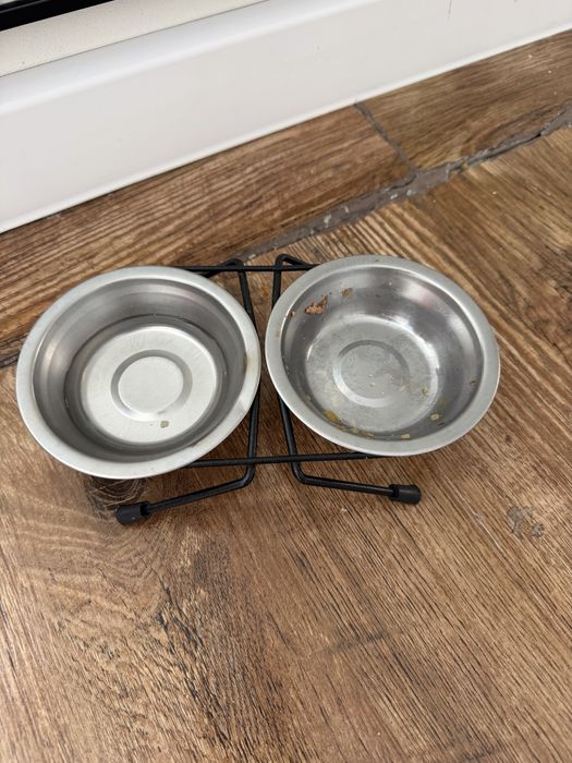 Котенок породистый