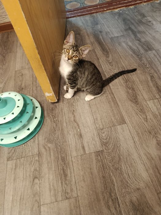 Котята в добрые, ответственные руки