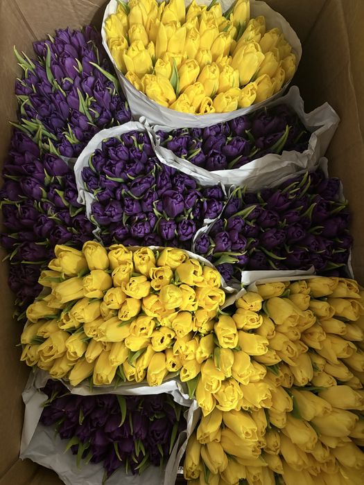 Тюльпаны голландские