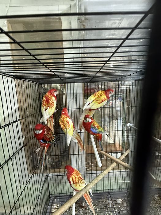 Продам Попугай Разелла гранатаый