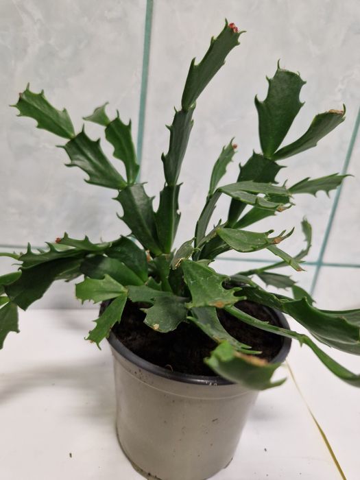 Plante pentru apartament pret mic