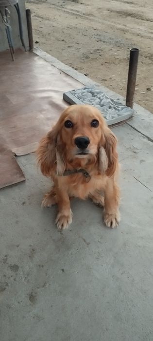 Спаниель девочка