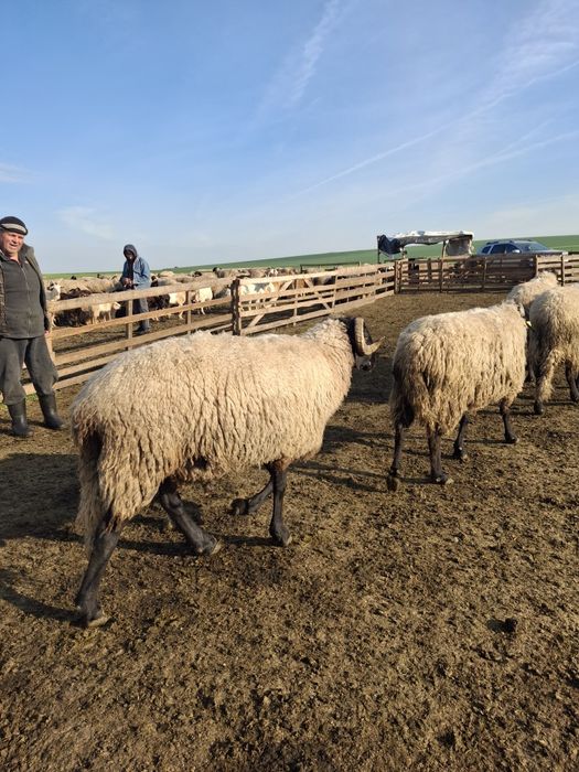 Berbeci de vănzare pentru detalii sunați la 0746021763