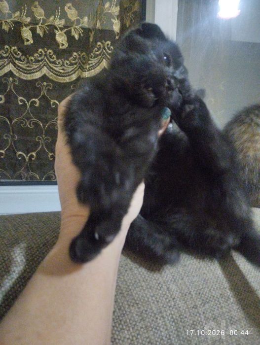 Скотиш фолд 2 месяца