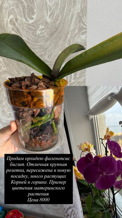 Орхидея фаленопсис сортовые