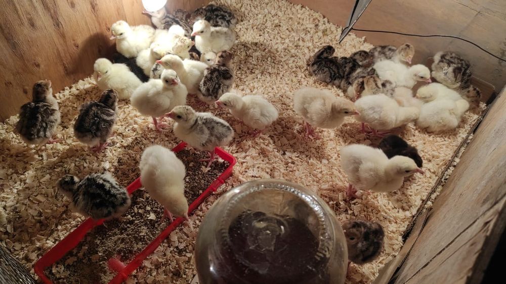 Продам индюшат Талдыкорган