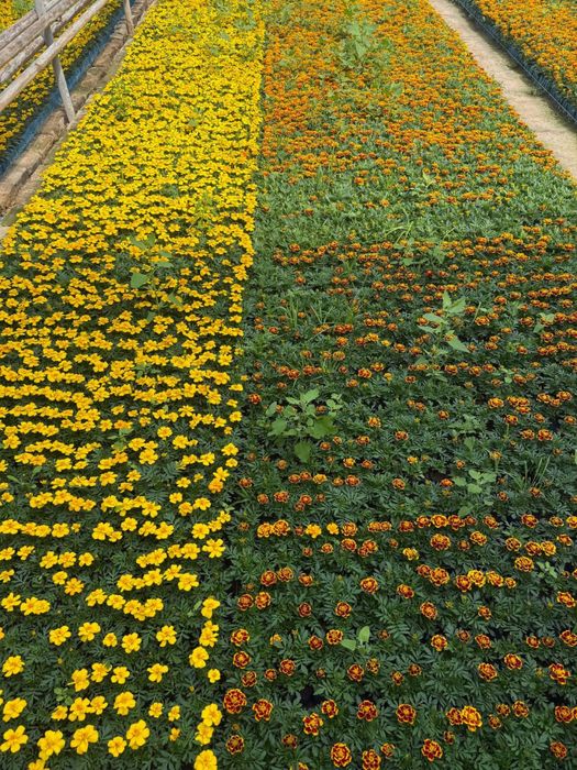 Bananza Gul urug’i Бананза Гул Гул кучатлари