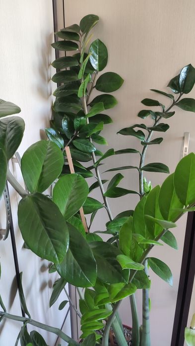 Замиокулькас (долларовое дерево)