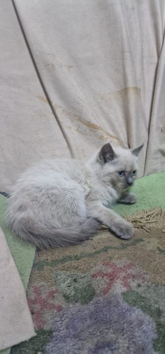 Отдам красивых котят.