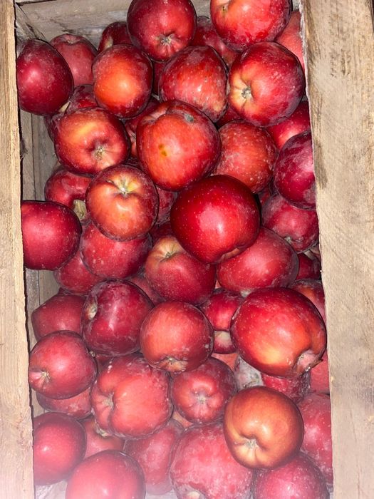 Американка, золотой привосходный