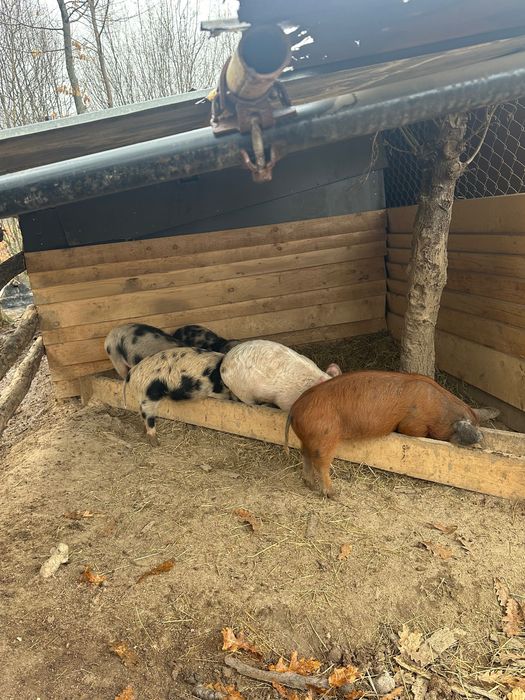 Продавам прасета