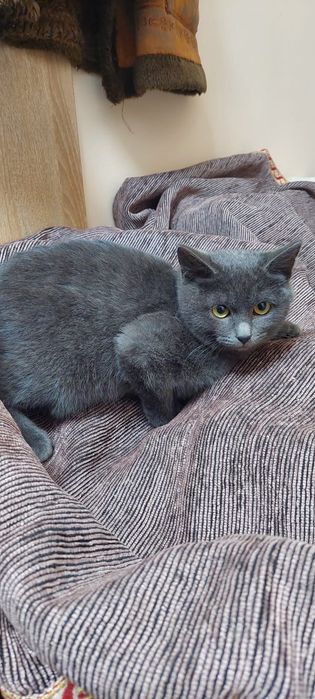 Отдадим котят, похожи на британских.