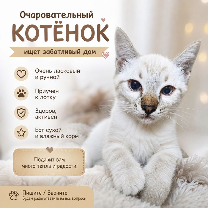 Котёнок бесплатно