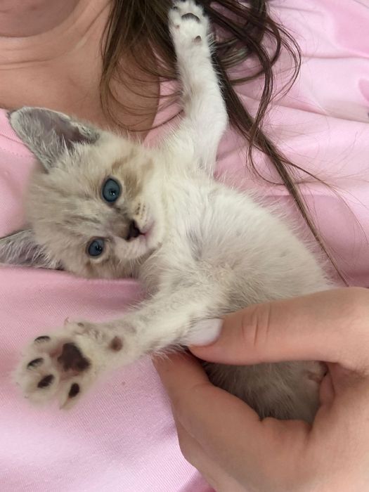 Отдам котенка в хорошие руки