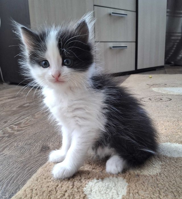 Отдам котят в добрые руки