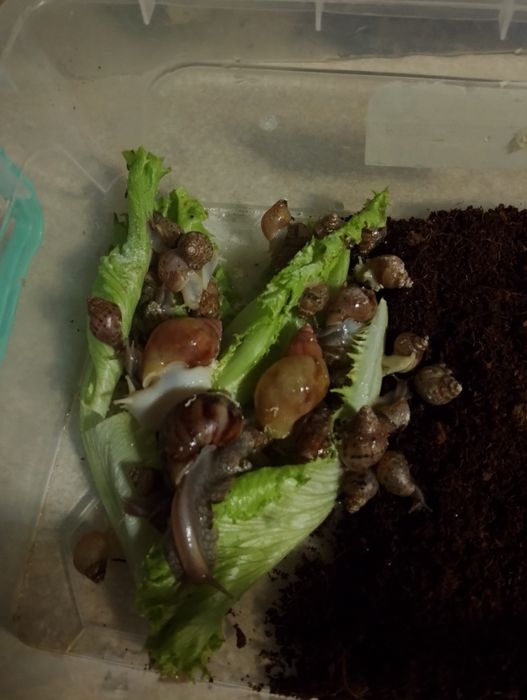 Ulitka sotiladi hammasi birga