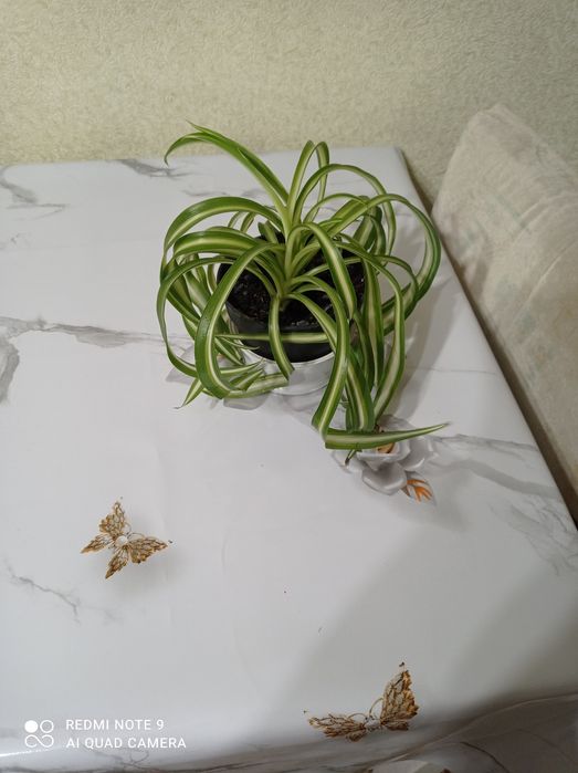 Цветы комнатные красивые.