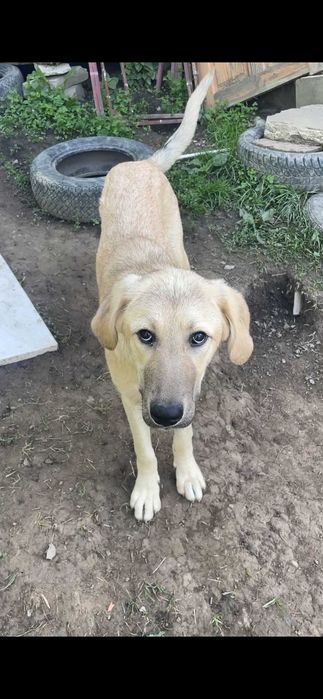 ofer spre adoptie doua cateluse talie mare de 9 luni