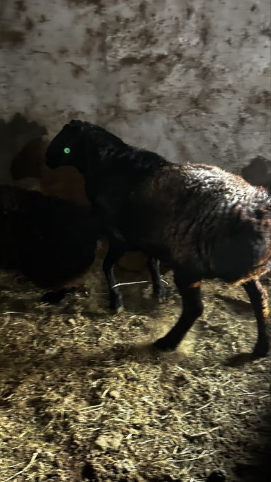 Кошкар породы гиссар