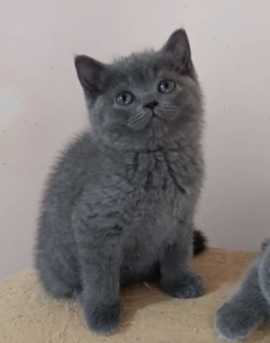 Продаётся котенок девочка, породы скоттиш страйт.