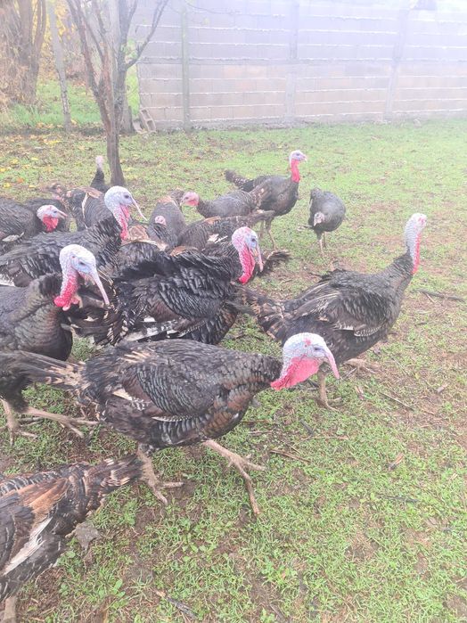 Продавам Пуйки за Повече информация Се обадете на посочения Номер..