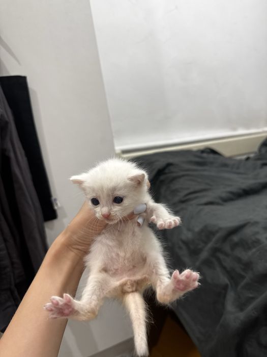Котята ищут семью