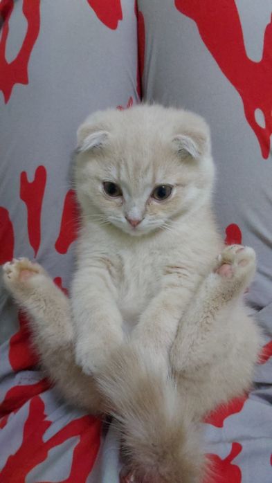 Scottish fold mushuk